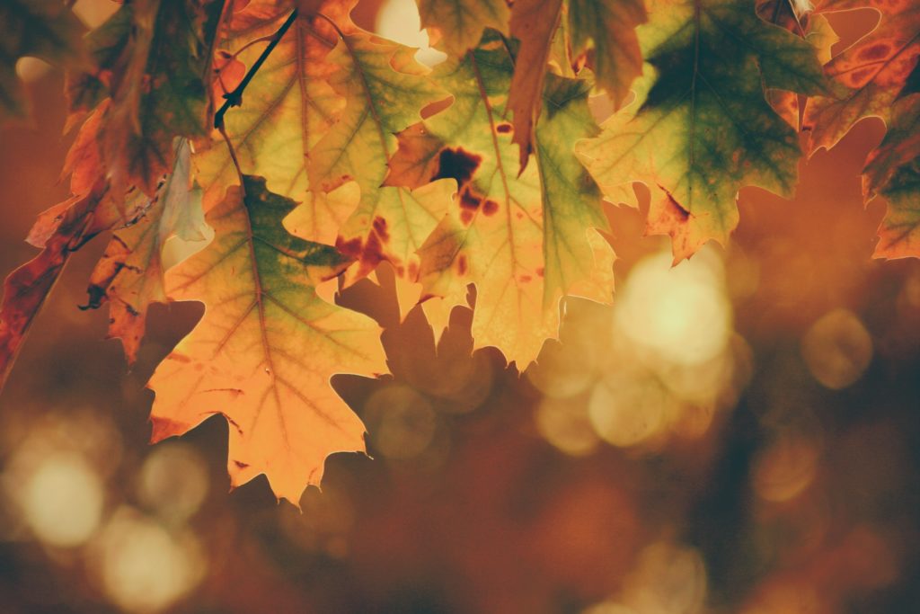 bunte Blätter Herbst